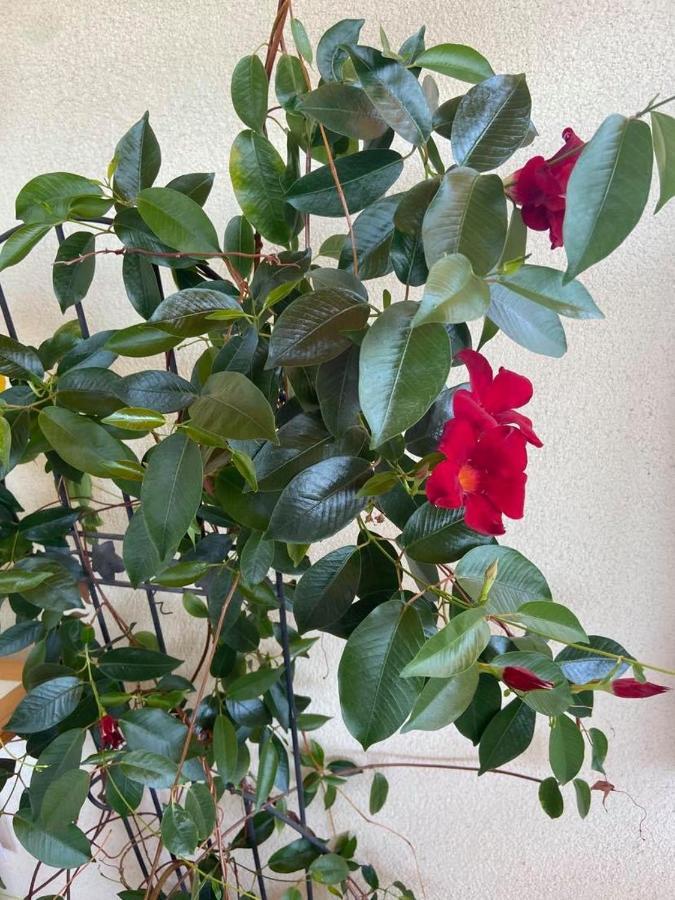 Apartmán Fodor Ház Gyenesdiás Exteriér fotografie
